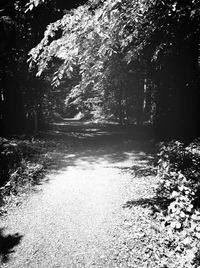 Road passing through forest