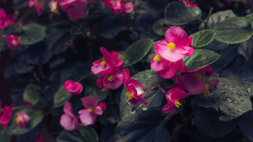 Close-up of flowers blooming outdoors