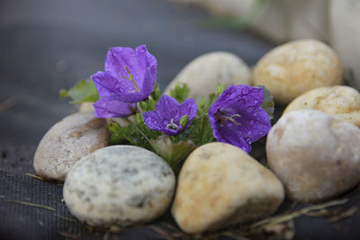 Close-up of plant