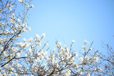 Low angle view of flowers against blue sky