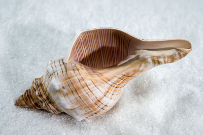 shell