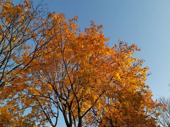 Low angle view of autumnal trees against clear sky