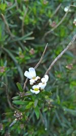 Close-up of white flowers