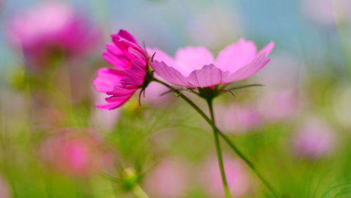 Close-up of pink flowers blooming outdoors