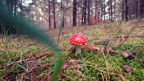 Fresh red and trees in forest