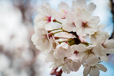 Close-up of white cherry blossom plant