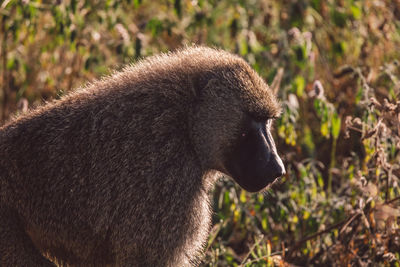 Close-up of monkey