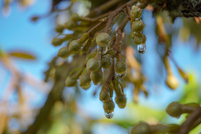 Close-up of dew on flower tree