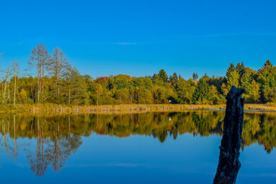 Scenic view of lake in forest against clear blue sky