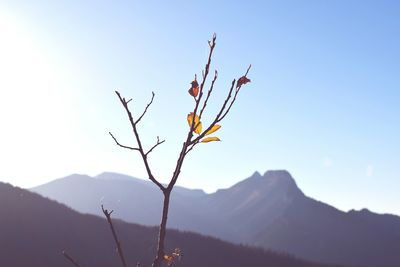 Close-up of plant against mountain range