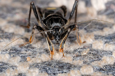 Close-up of insect