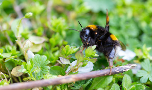 Close-up of bee pollinating flower