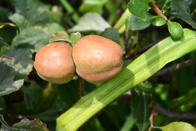 Close-up of fruit growing on plant