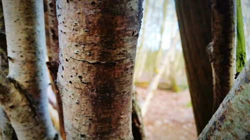 Close-up of tree trunk