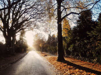 Road passing through trees