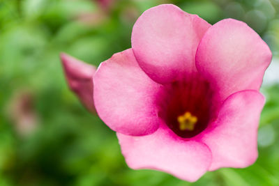 Close-up of pink flower blooming outdoors
