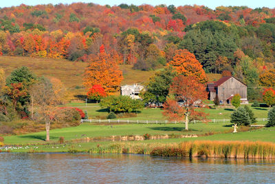 Trees by lake during autumn