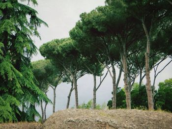 Trees on landscape