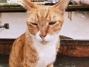 Close-up portrait of cat