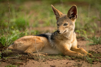 Black-backed jackal on grassy field