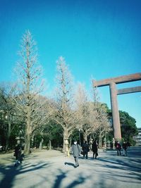 Bare trees against clear sky