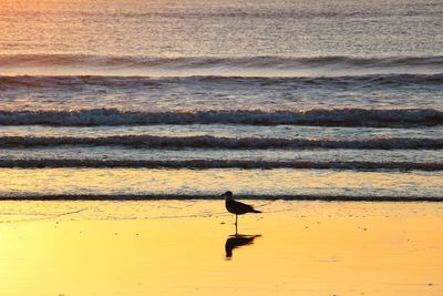 Seagull perching on a beach