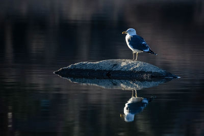 Seagull perching amidst lake on rock