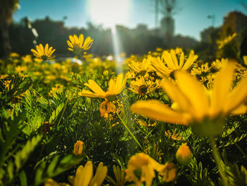 Close-up of yellow flowering plants on field