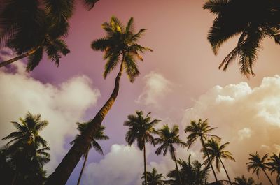 Low angle view of palm trees against cloudy sky