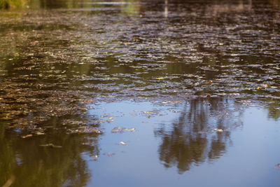 Reflection of trees in puddle