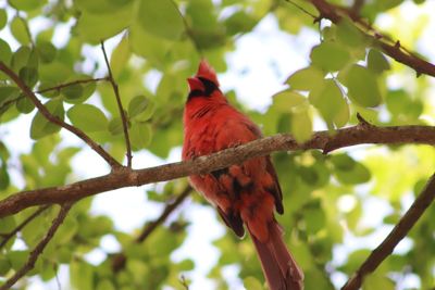 Low angle view of bird perching on tree