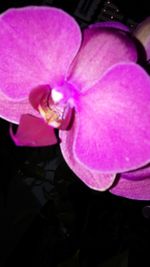 Close-up of pink flowers