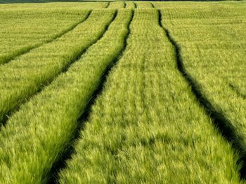 Scenic view of grassy field