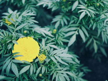 Close-up of yellow flowers