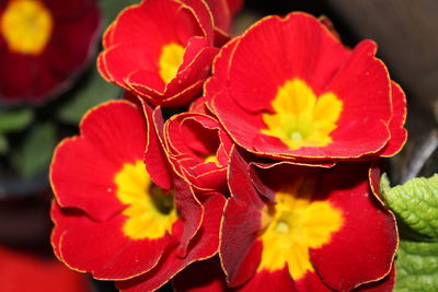 Close-up of red flowering plant