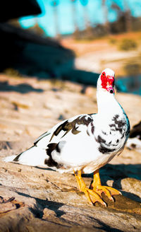 Close-up of a bird