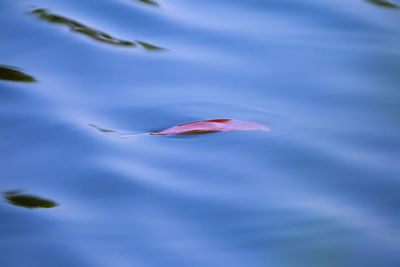 Close-up of lotus floating on water