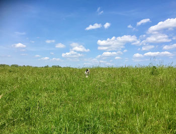 Scenic view of grassy field against sky