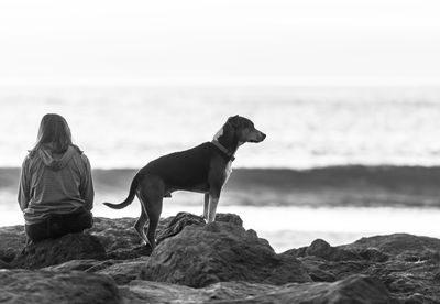 Rear view of dog on beach against clear sky