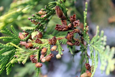 Close-up of berries on tree