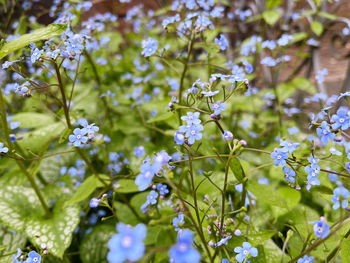 Close-up of purple flowering plant