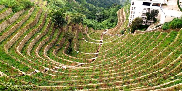 High angle view of trees growing in farm