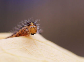 Close-up of orange caterpillar on leaf
