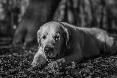 Dog relaxing on land