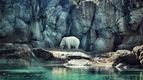Side view of polar bear standing on rocks