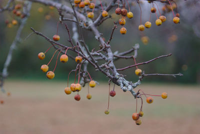 Close-up of berries growing on tree