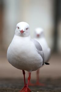 Close-up of seagull perching outdoors