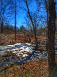 Bare trees in water against sky