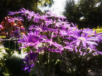 Close-up of purple crocus blooming outdoors