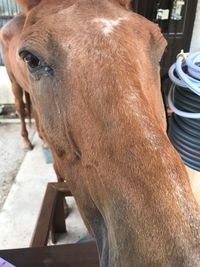 Close-up of horse